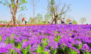 世博园旅游攻略 世博园旅游攻略