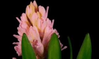 新年快乐图片漂亮