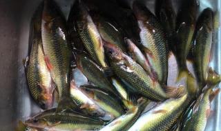 野生石斑鱼 野生石斑鱼