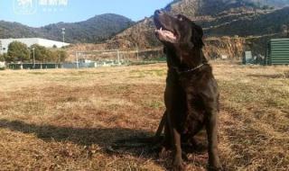 警犬退役后可以领养吗 警犬退役后可以领养吗