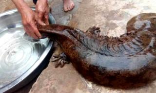 现巨型野生娃娃鱼 现巨型野生娃娃鱼